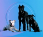 Logo von der Hundeschule Souldogs